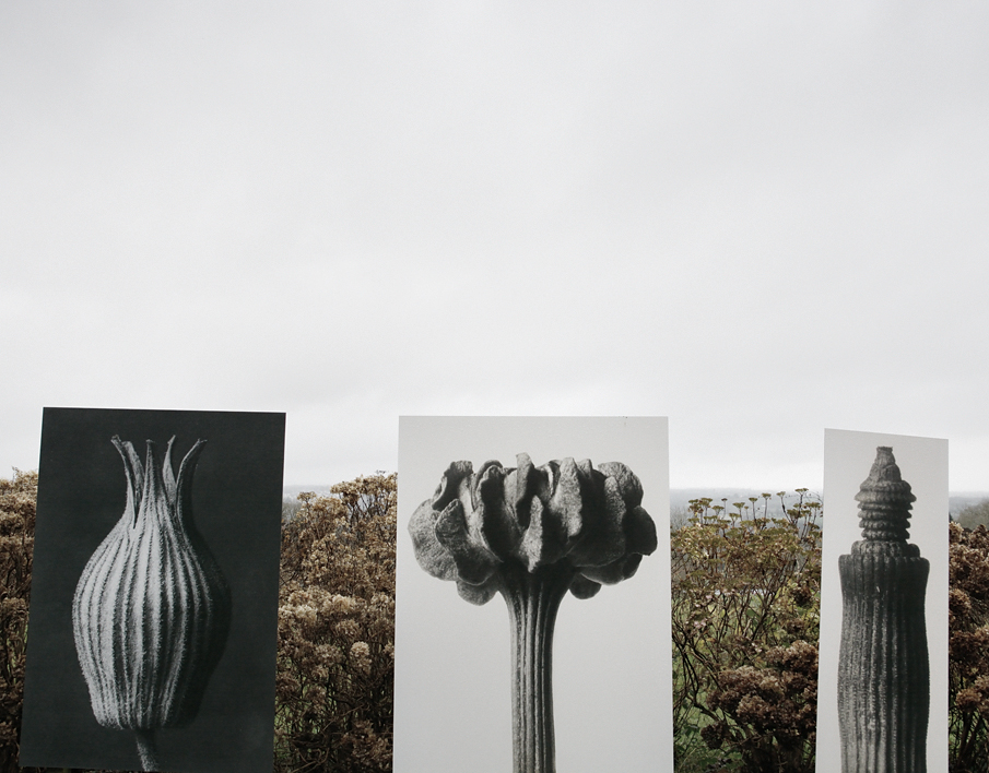 photogrape art Pierre Lucas photographe art Pierre Lucas - photographies exposition trevarez